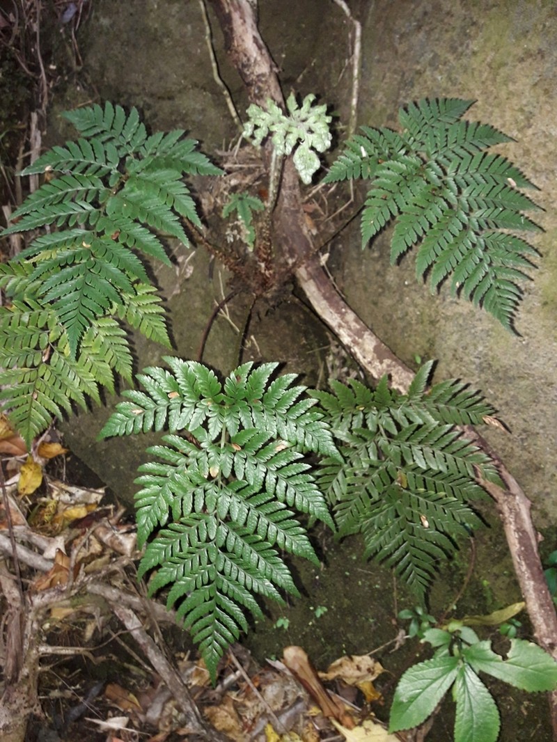 Polystichum whiteleggei photo 4