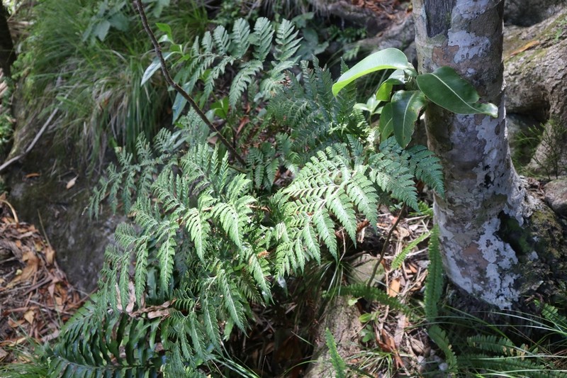 Polystichum whiteleggei photo 5