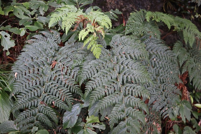 Polystichum whiteleggei photo 6