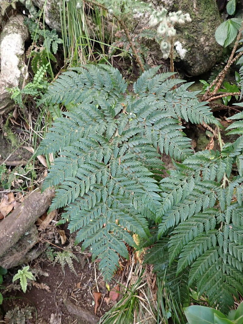 Polystichum whiteleggei photo 7