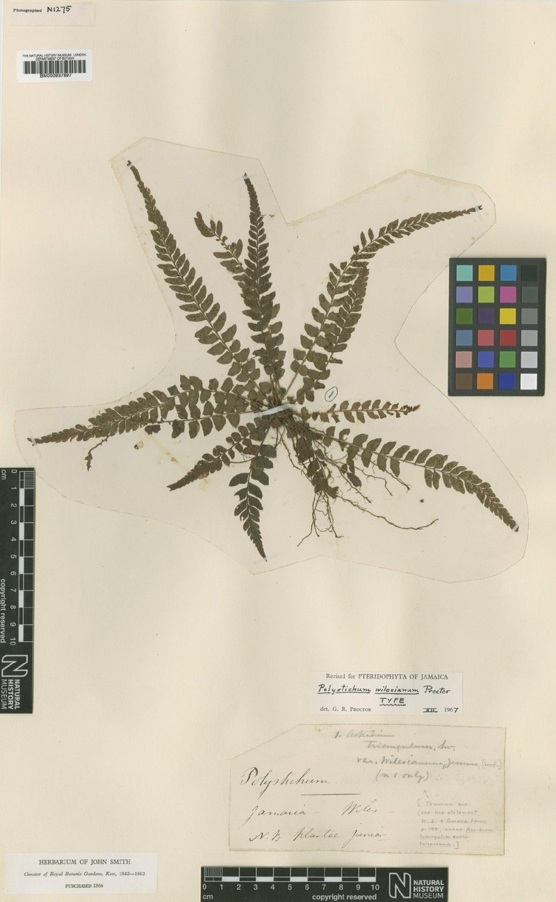 Polystichum wilesianum