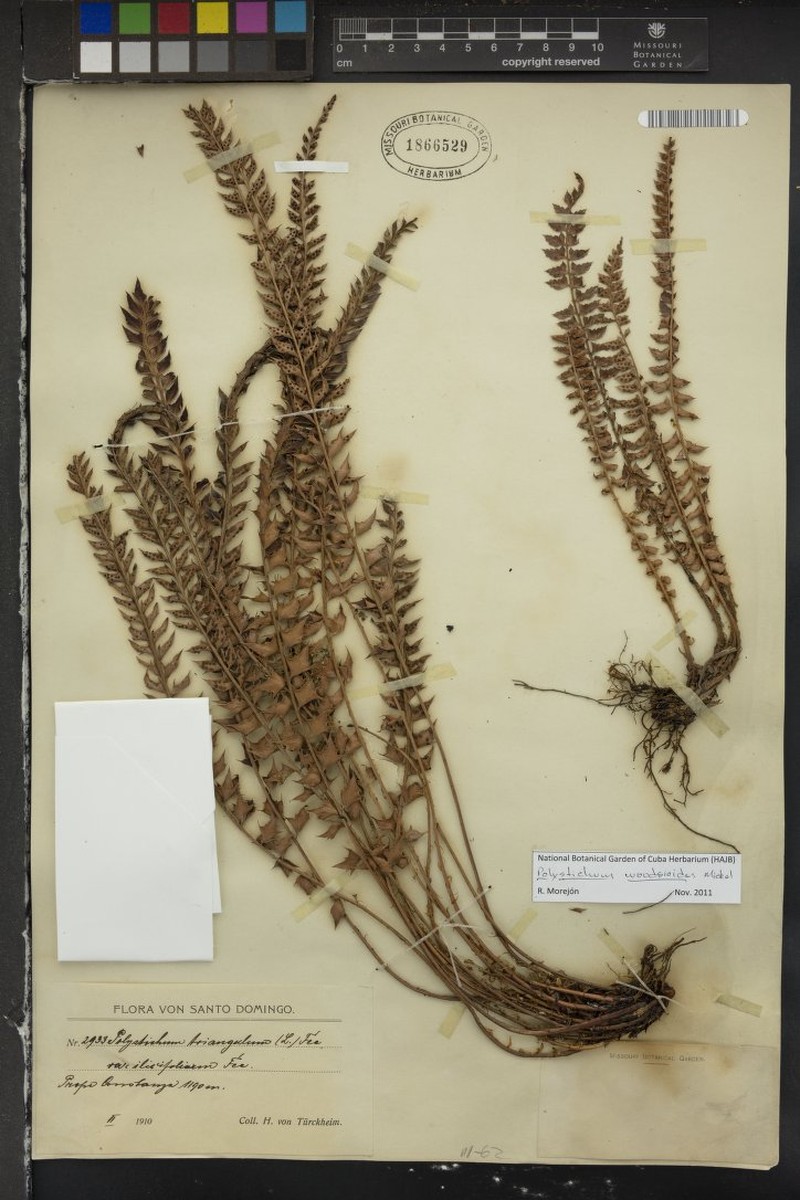 Polystichum woodsioides