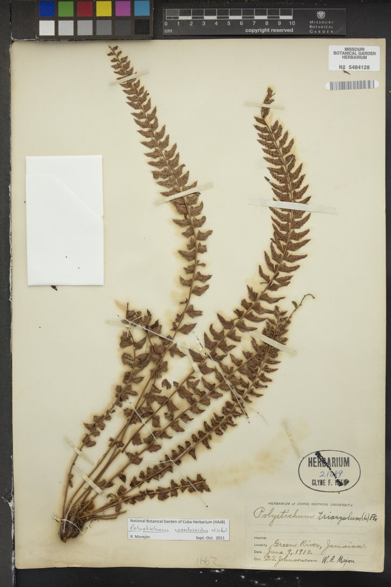 Polystichum woodsioides photo 2