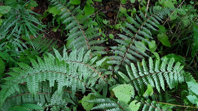 Polystichum woronowii photo 2