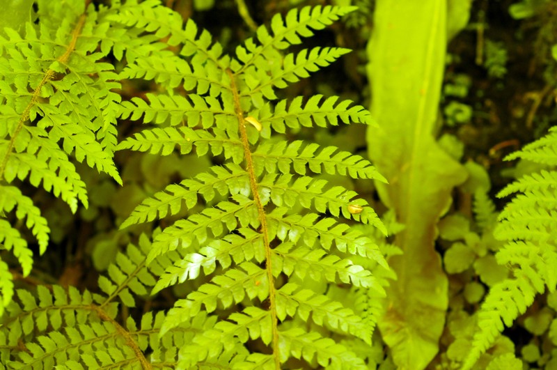Polystichum woronowii photo 3