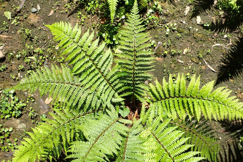 Polystichum woronowii