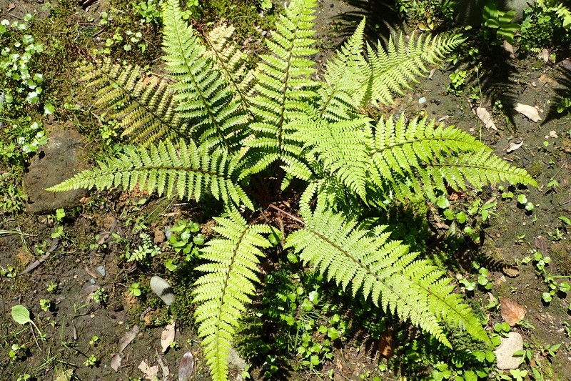Polystichum woronowii photo 4