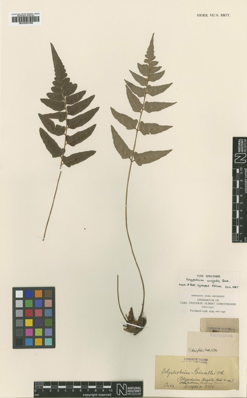 Polystichum wrightii