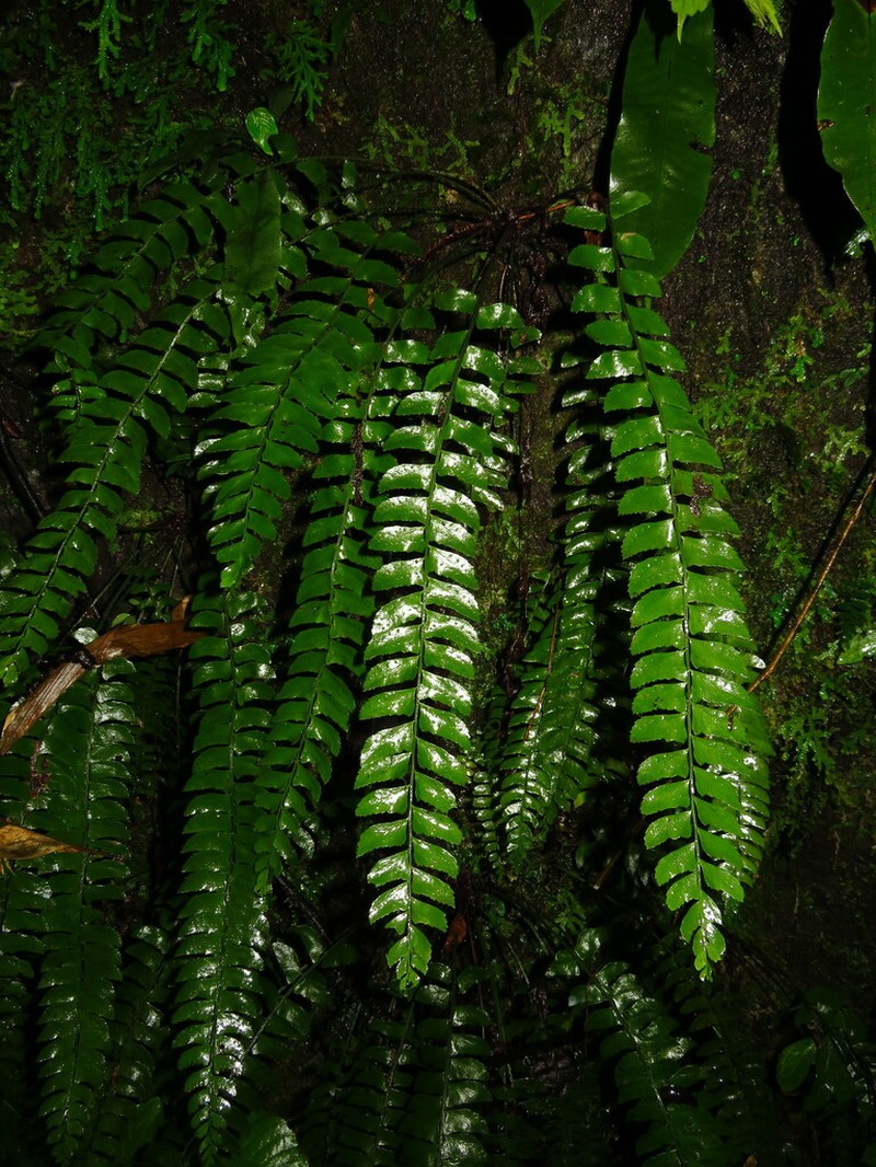 Polystichum xinfeniae