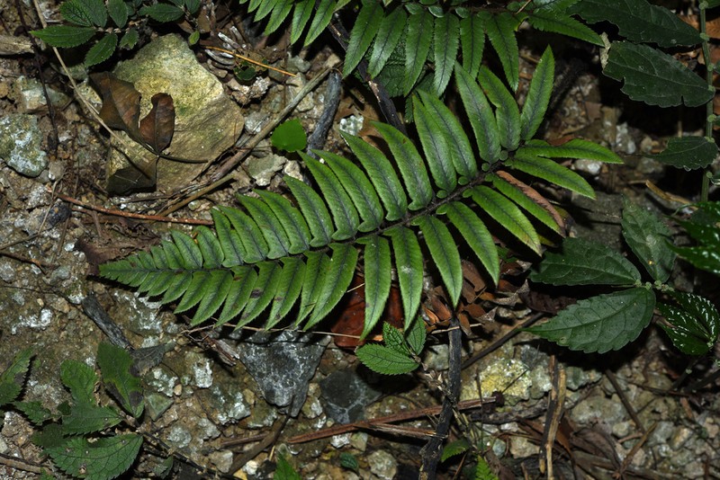 Polystichum xiphophyllum