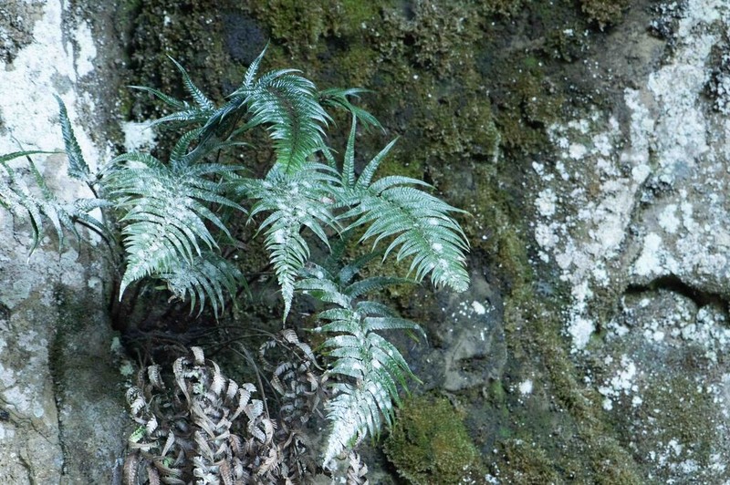 Polystichum xiphophyllum photo 2