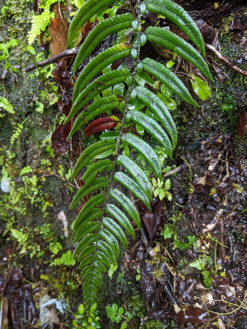 Polystichum xiphophyllum photo 3