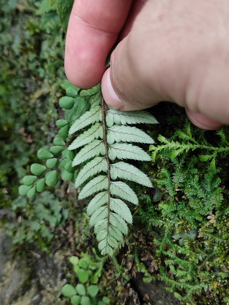 Polystichum xiphophyllum photo 4