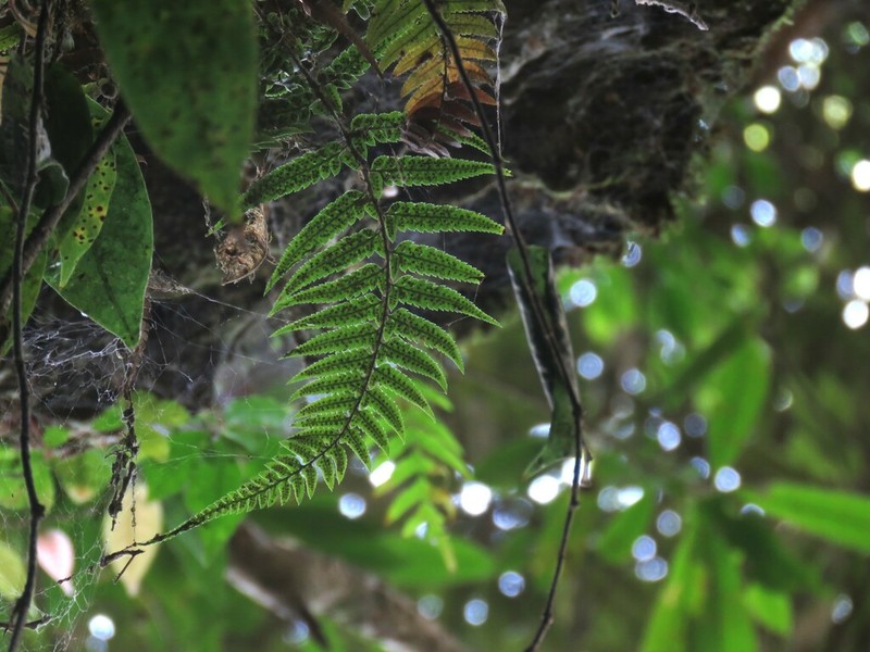 Polystichum xiphophyllum photo 5