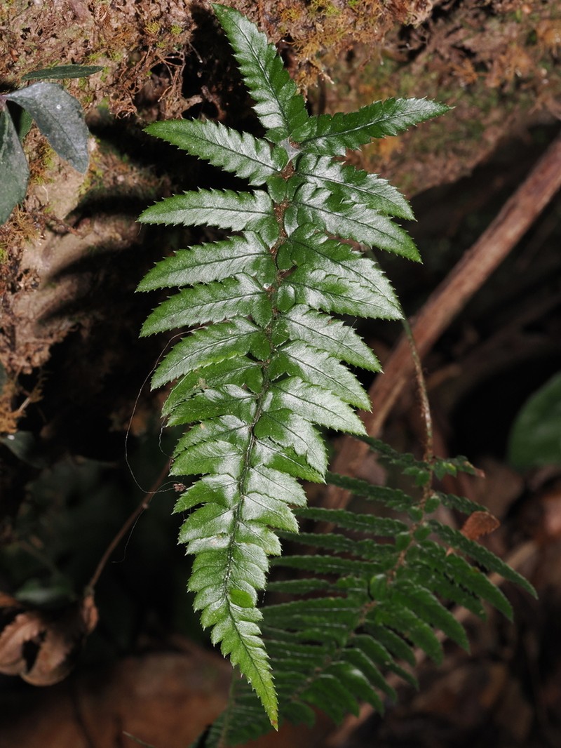 Polystichum xiphophyllum photo 6