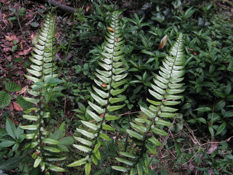Polystichum xiphophyllum photo 7