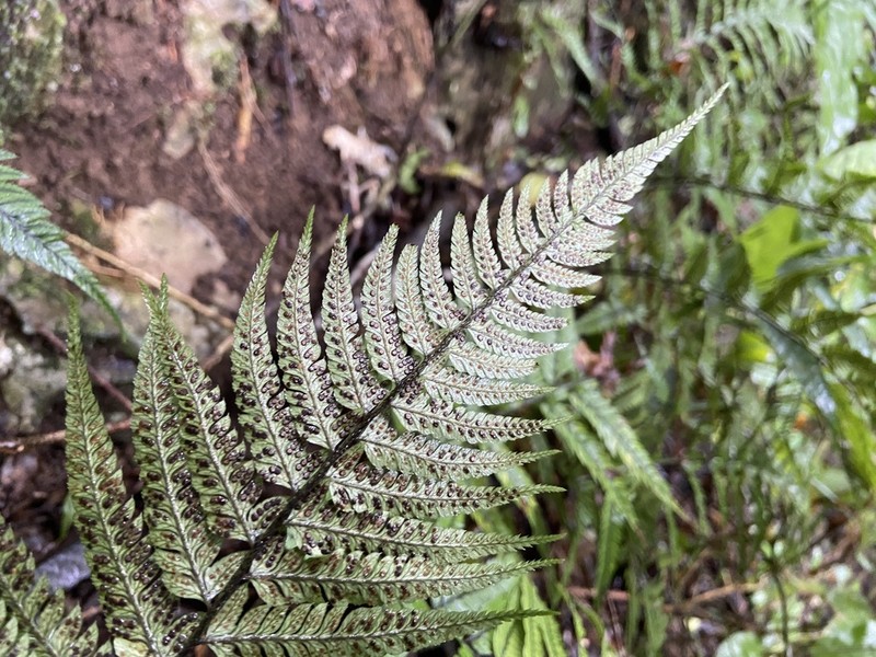 Polystichum xiphophyllum photo 8