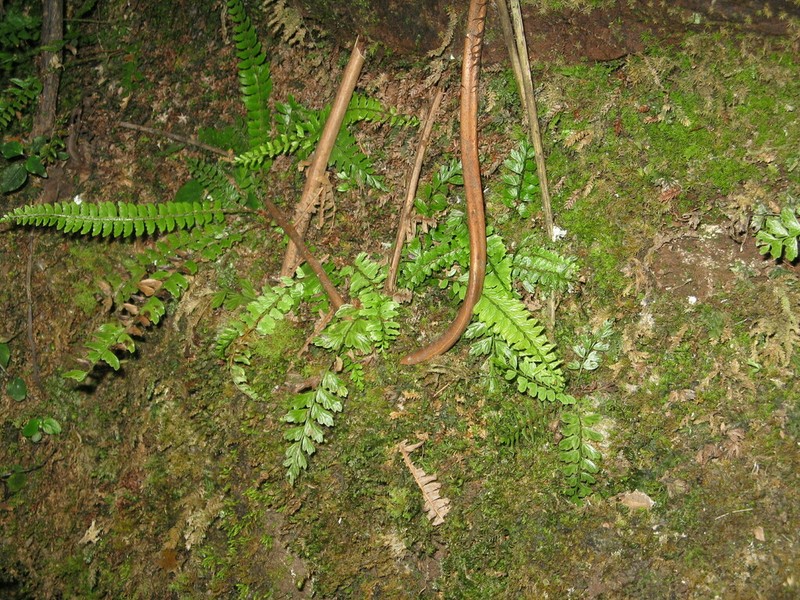 Polystichum yaanense
