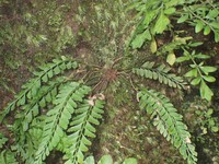 Polystichum yaeyamense