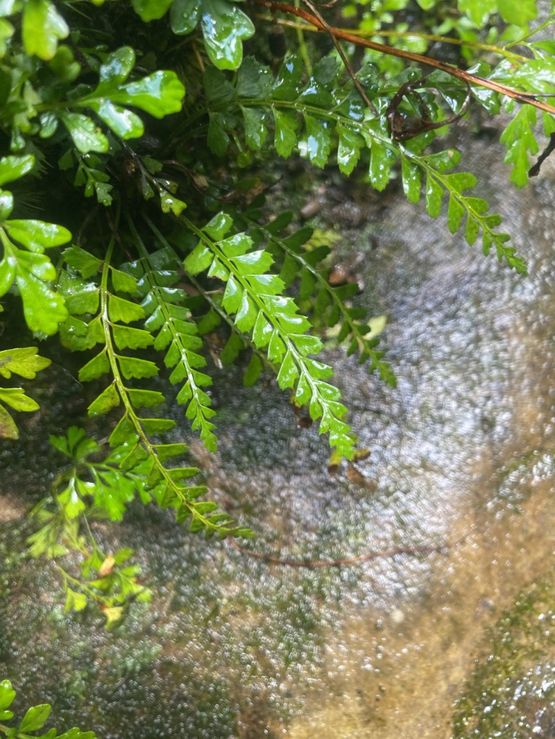 Polystichum yaeyamense photo 3