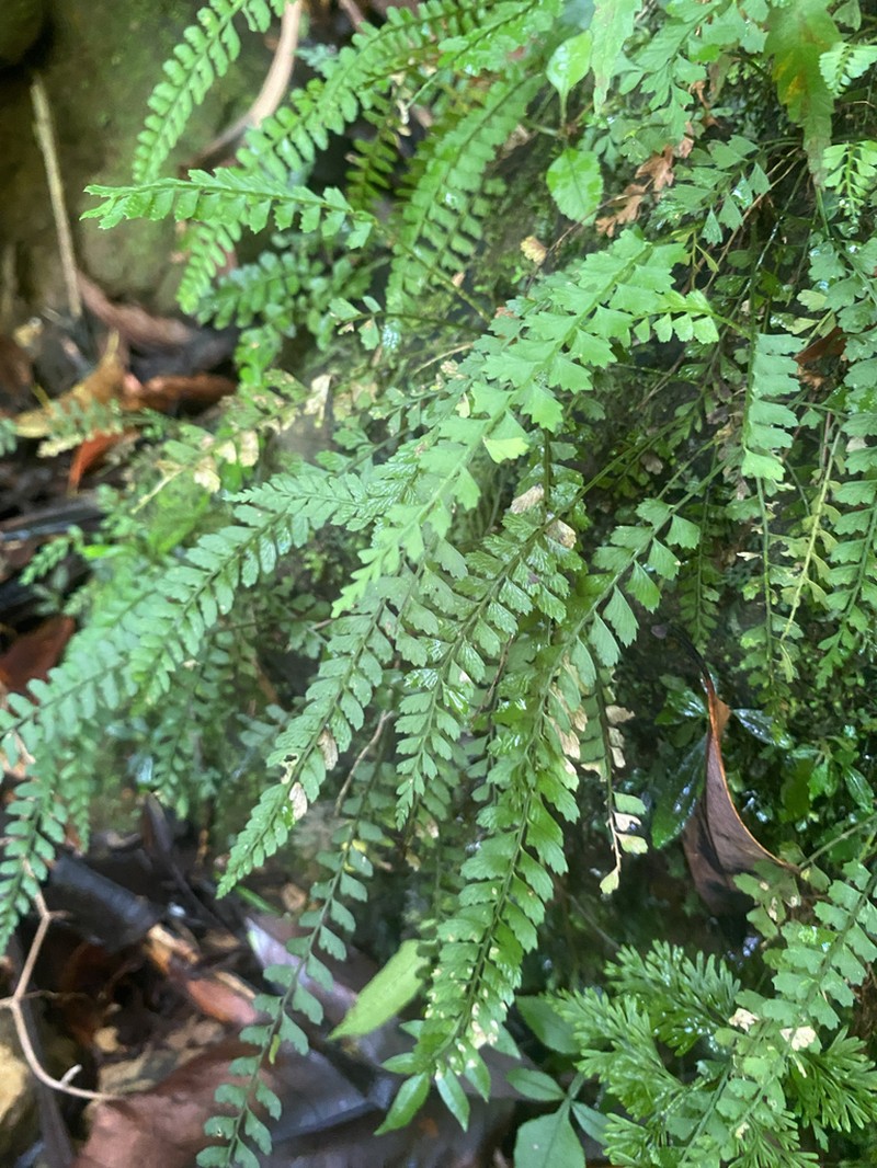 Polystichum yaeyamense photo 4