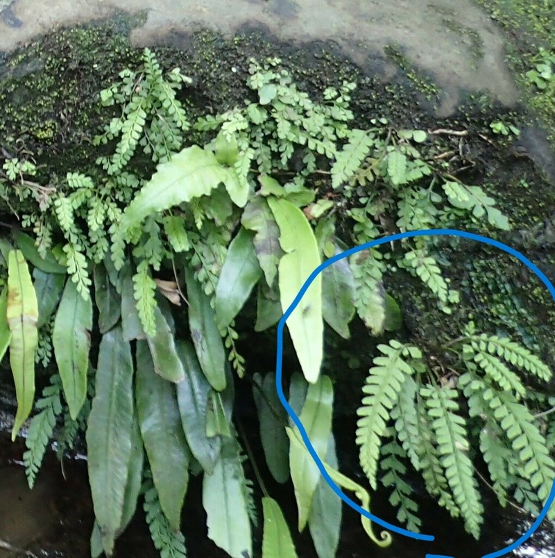 Polystichum yaeyamense photo 5