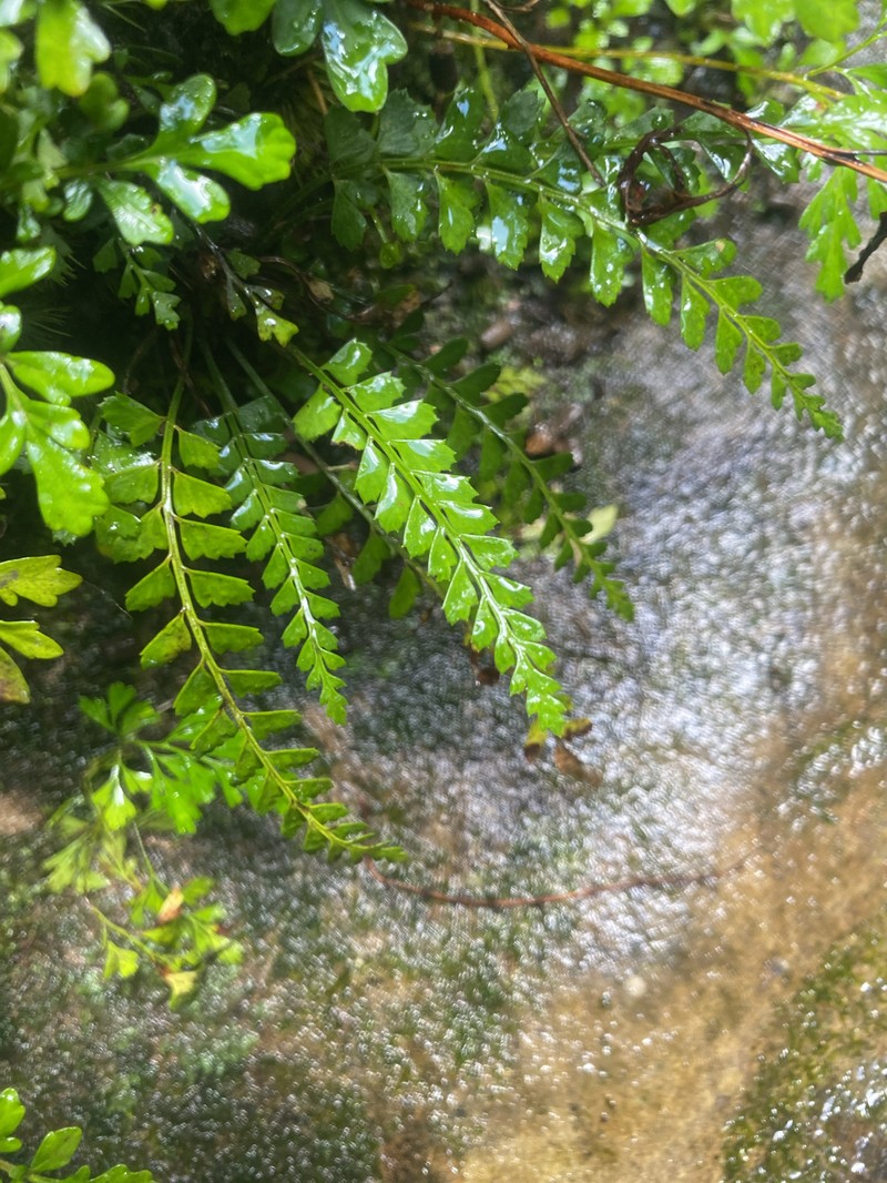 Polystichum yaeyamense photo 7