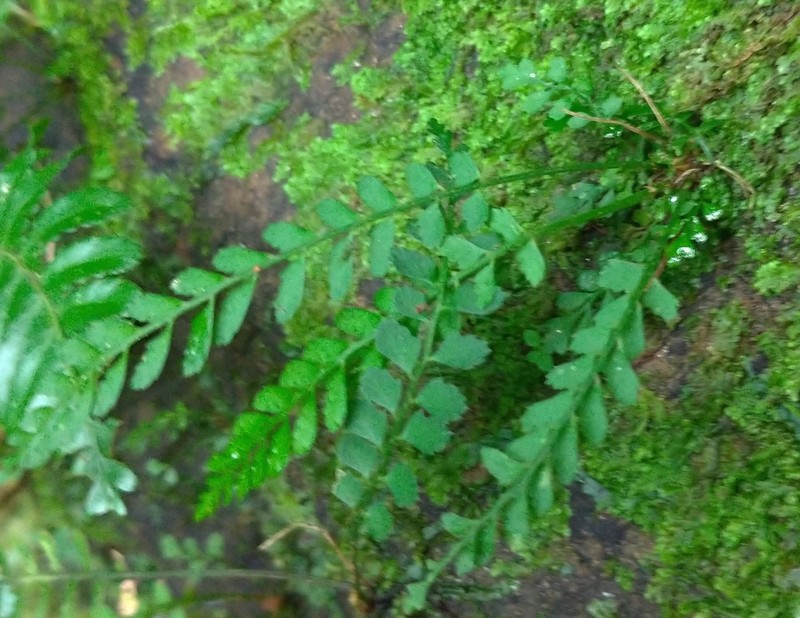 Polystichum yaeyamense photo 8