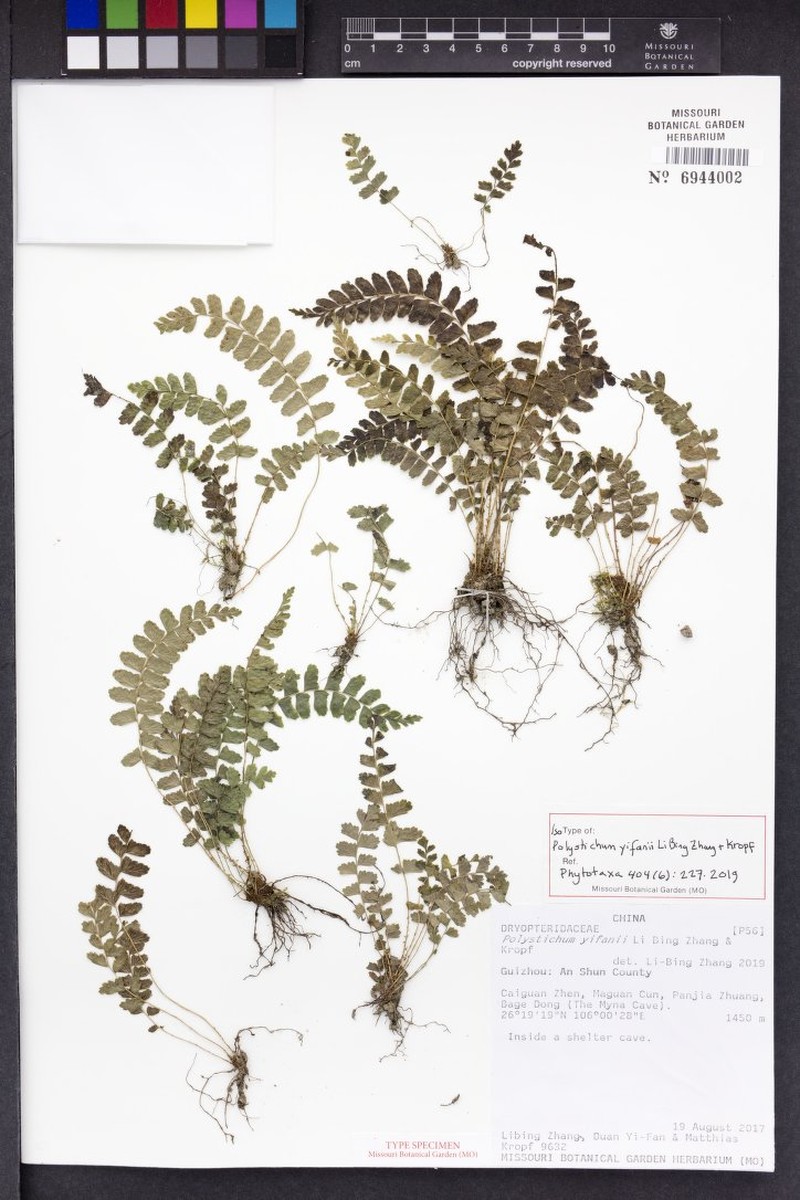 Polystichum yifanii