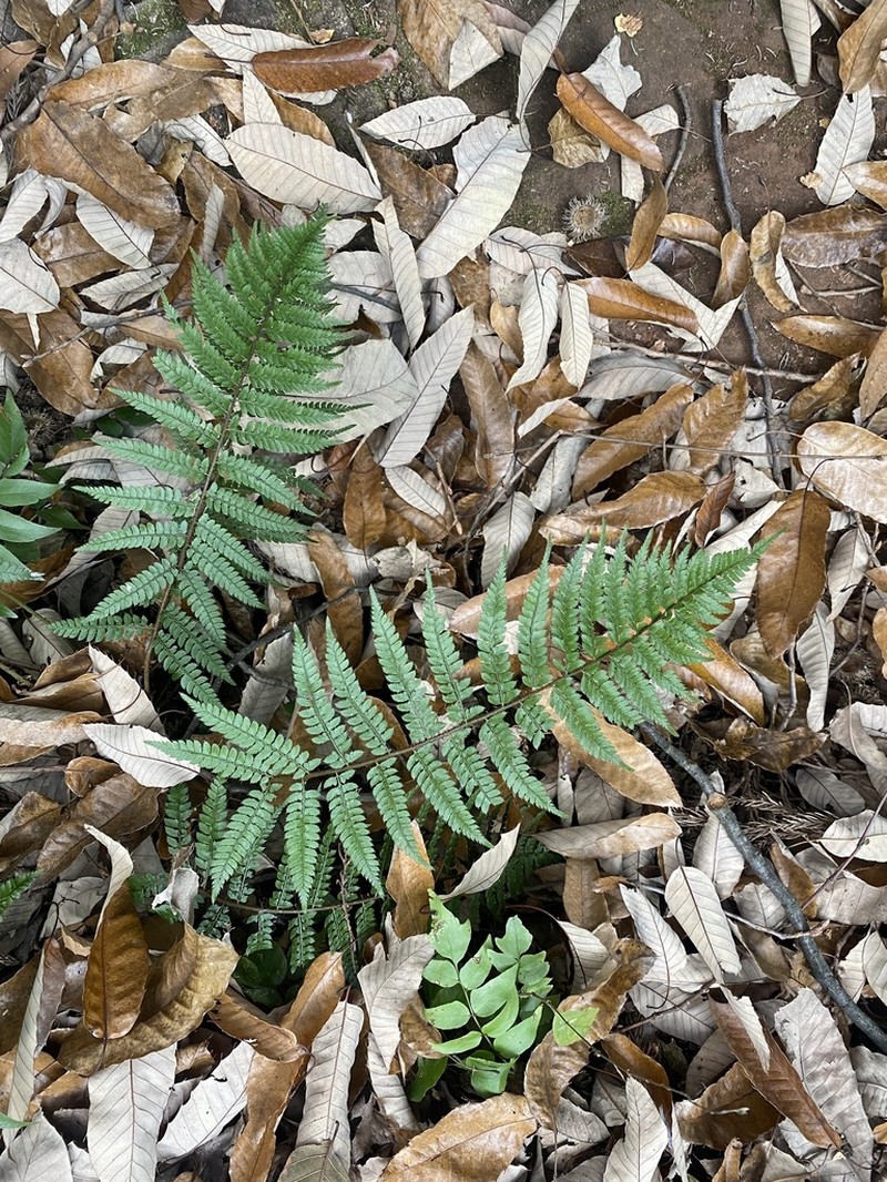 Polystichum yunnanense