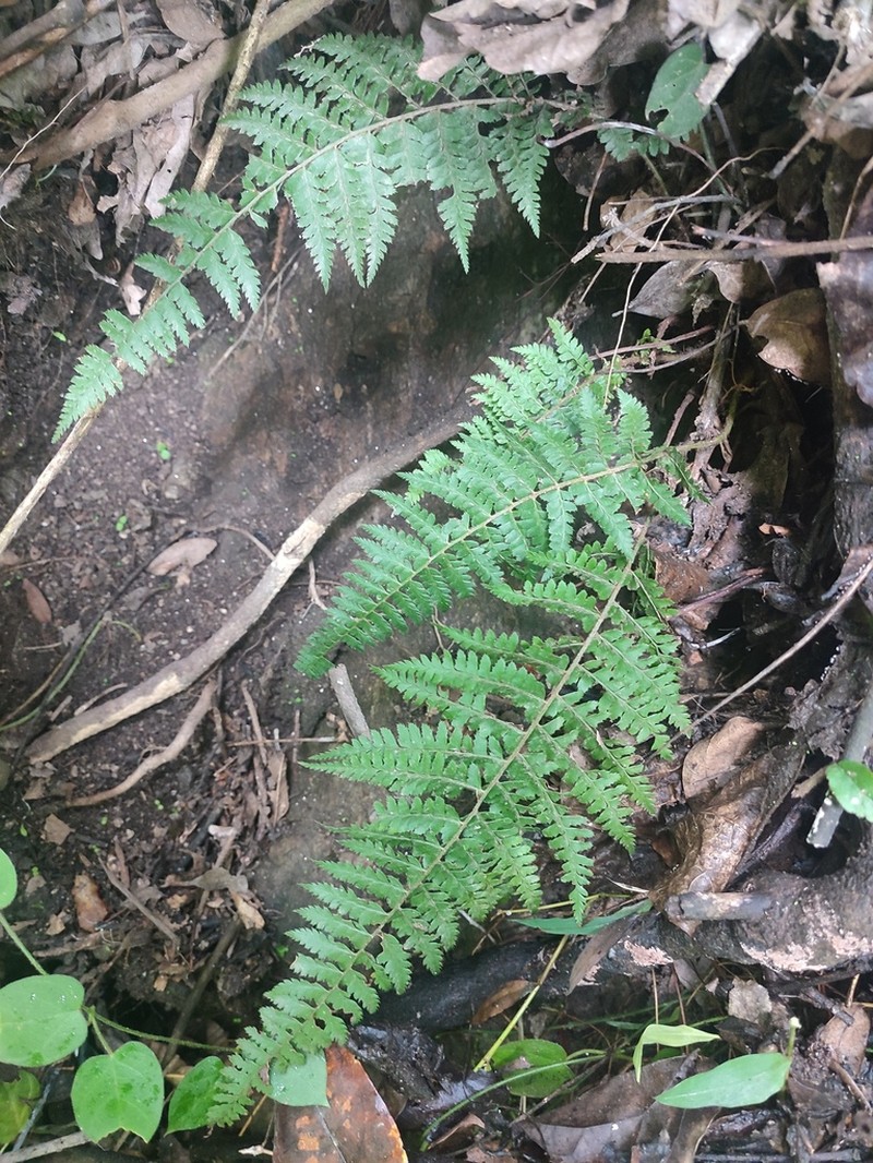 Polystichum yunnanense photo 2