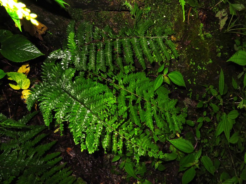 Polystichum yunnanense photo 3