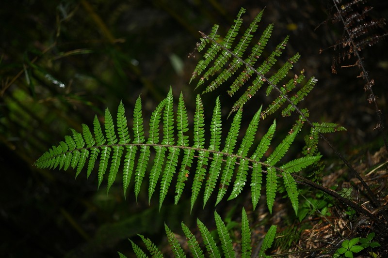 Polystichum yunnanense photo 4