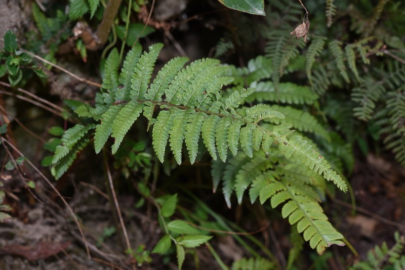 Polystichum yunnanense photo 5