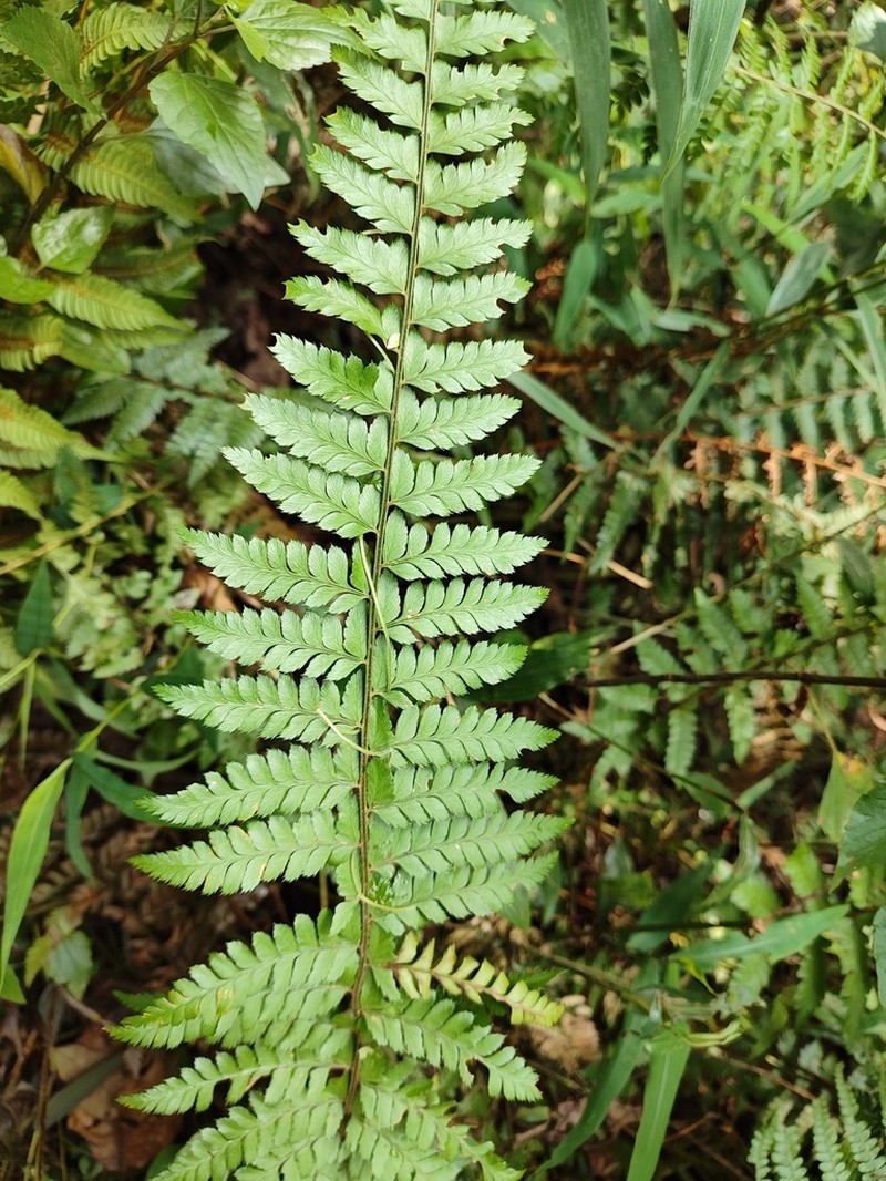 Polystichum yunnanense photo 6