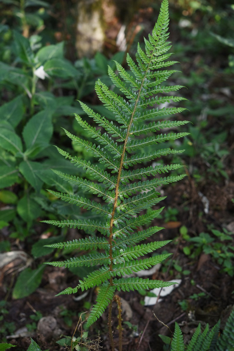 Polystichum yunnanense photo 7