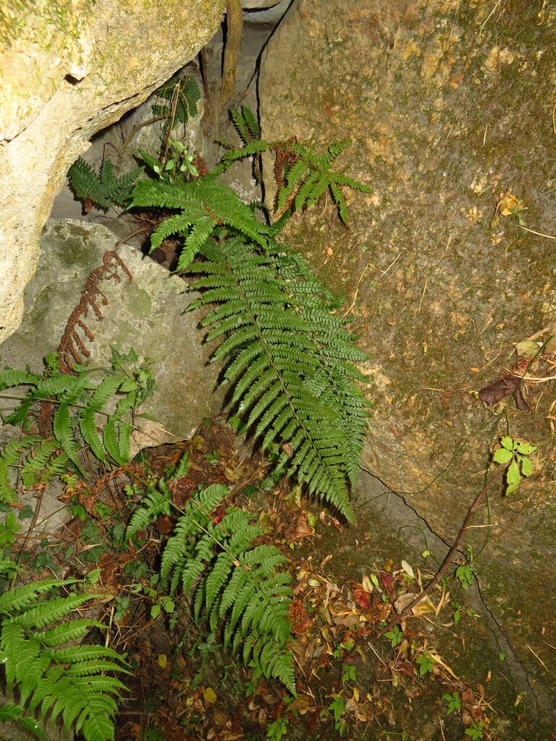 Polystichum yunnanense photo 8