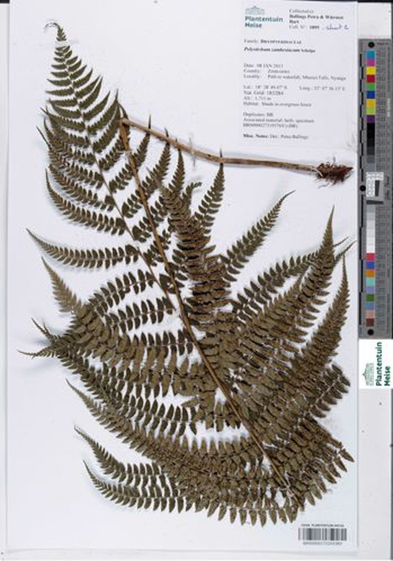 Polystichum zambesiacum