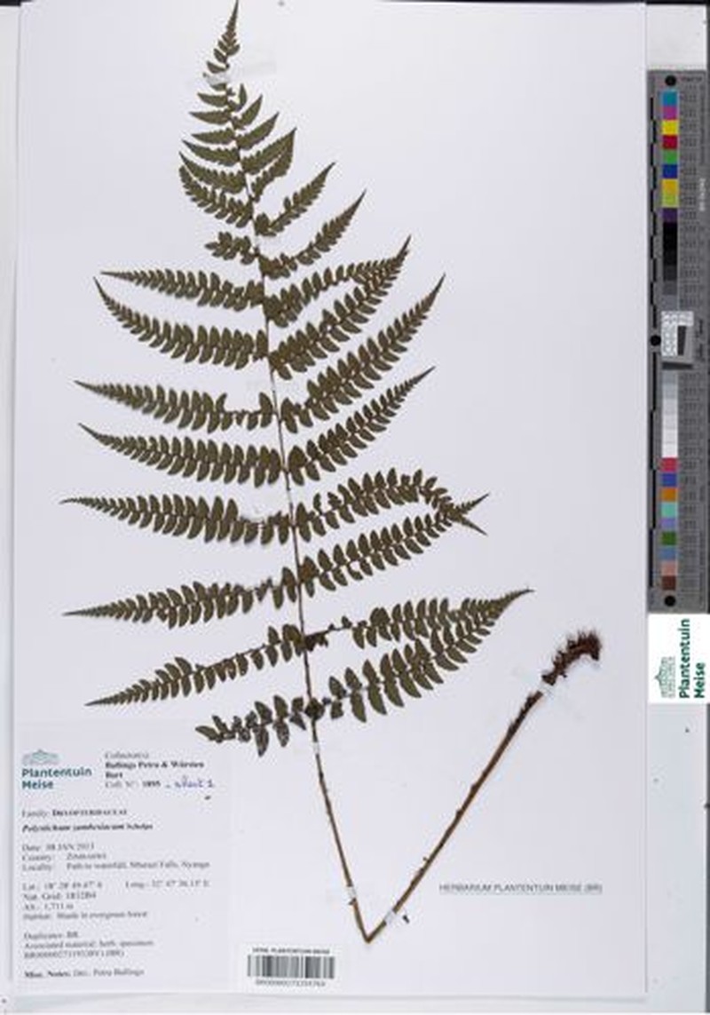 Polystichum zambesiacum photo 2
