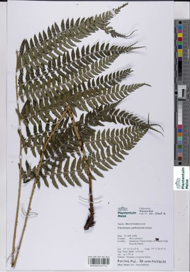 Polystichum zambesiacum photo 3