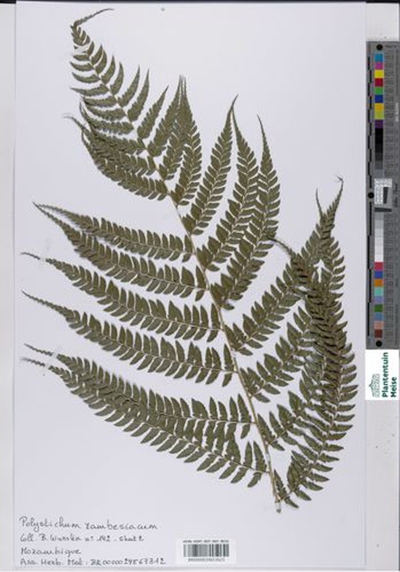 Polystichum zambesiacum photo 4