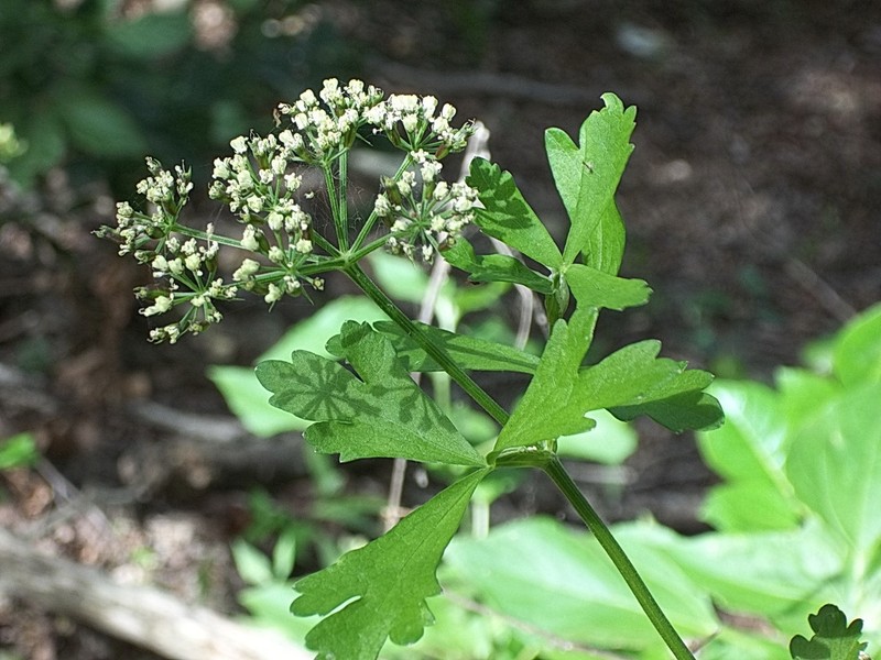 White Flowered Prairie Parsley