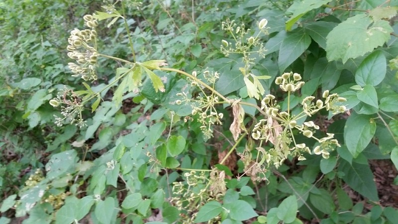 White Flowered Prairie Parsley photo 2