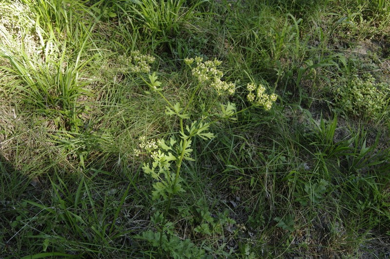 White Flowered Prairie Parsley photo 3