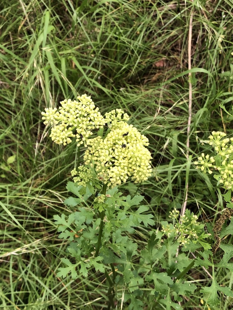 White Flowered Prairie Parsley photo 4