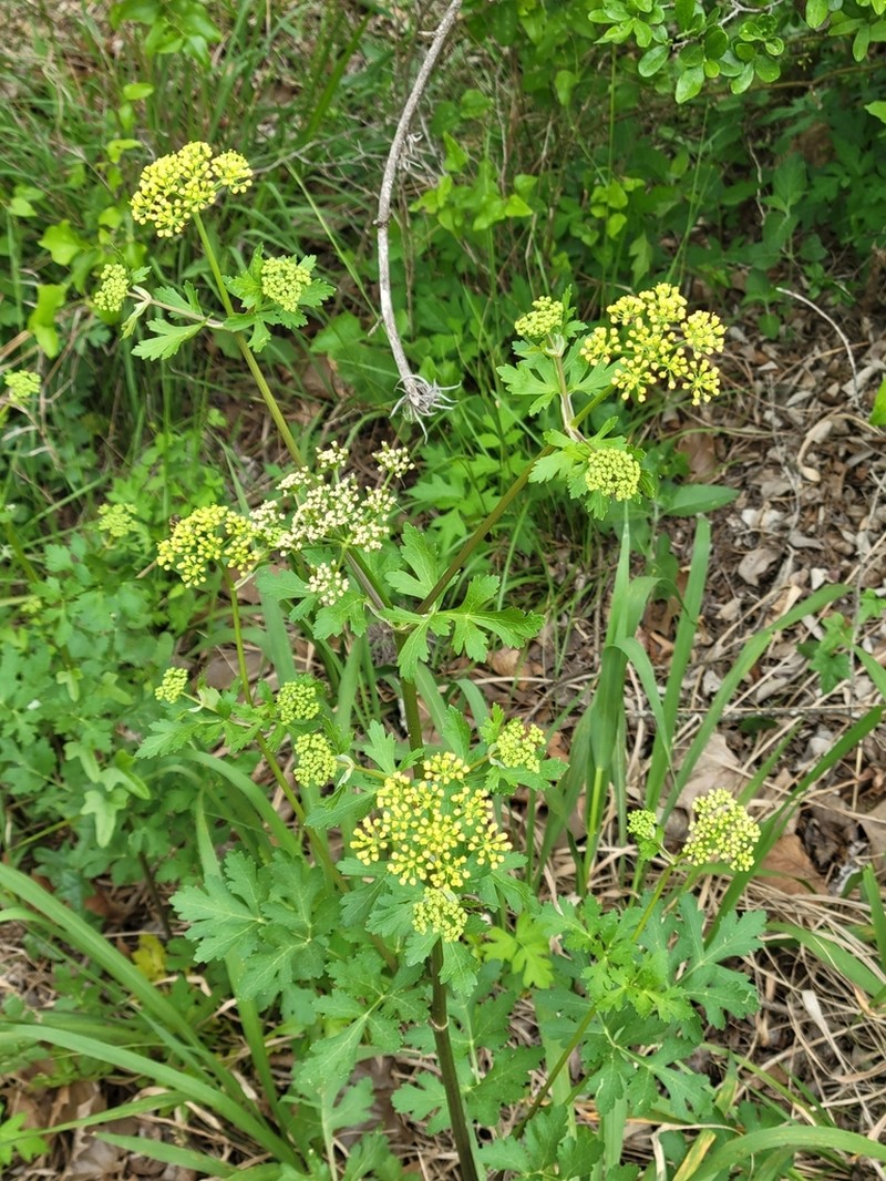 White Flowered Prairie Parsley photo 5