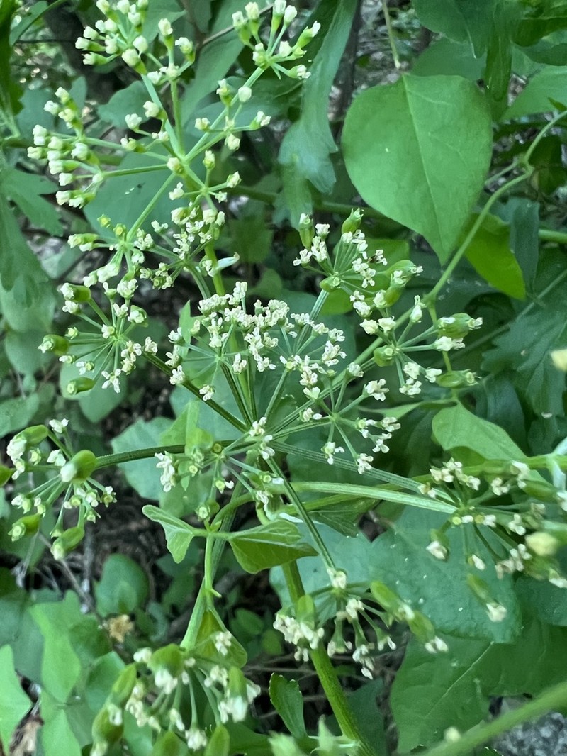 White Flowered Prairie Parsley photo 6