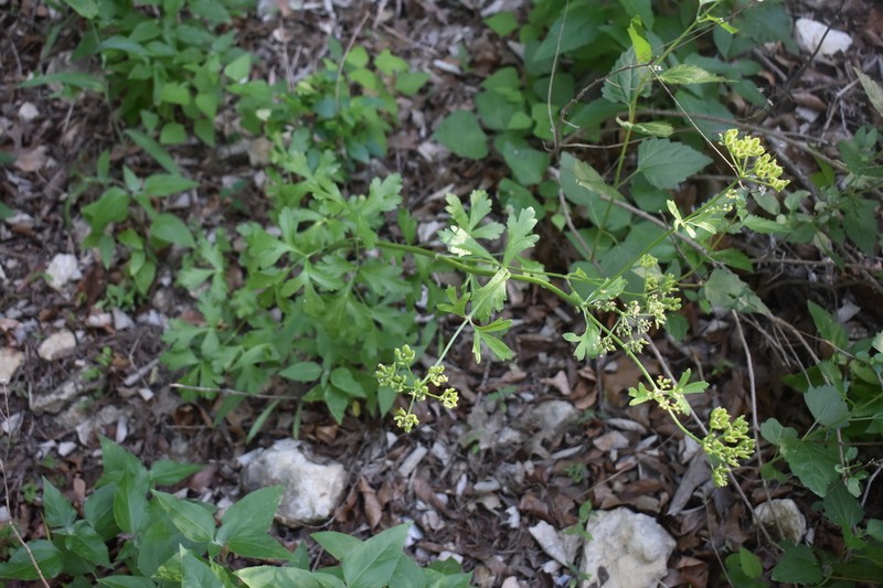 White Flowered Prairie Parsley photo 7