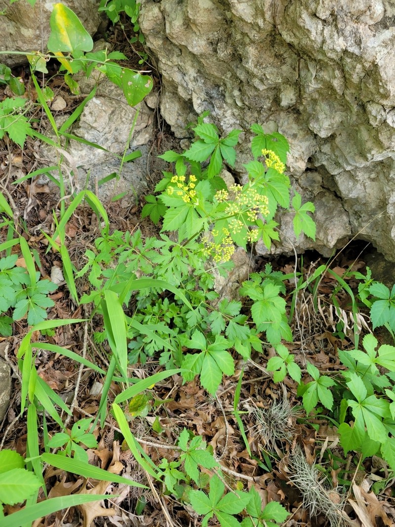 White Flowered Prairie Parsley photo 8