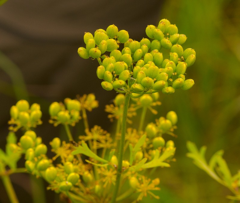 Nuttall's Prairie Parsley photo 2